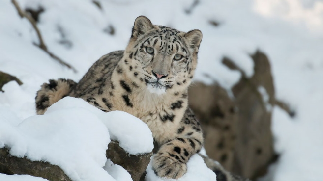 Leopardo de las nieves - Microsoft